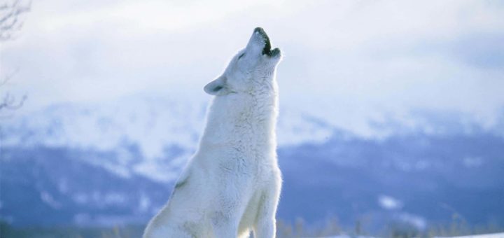 К чему снится белый волк по популярным сонникам Миллера, Фрейда