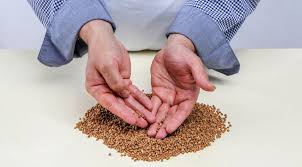 К чему снится гречка по соннику Миллера, Цветкова