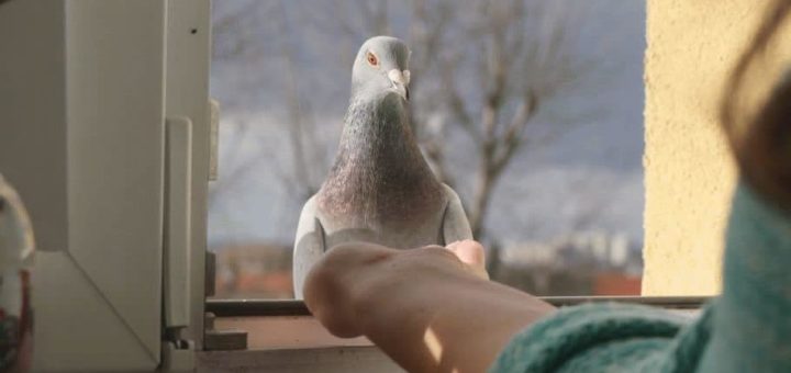 Примета: голубь залетел в окно квартиры или дома