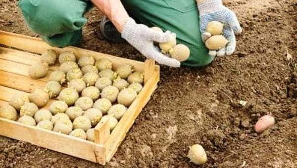 К чему снится сажать картошку по сонникам Миллера, Ванги, Фрейда, Хассе и Цветкова