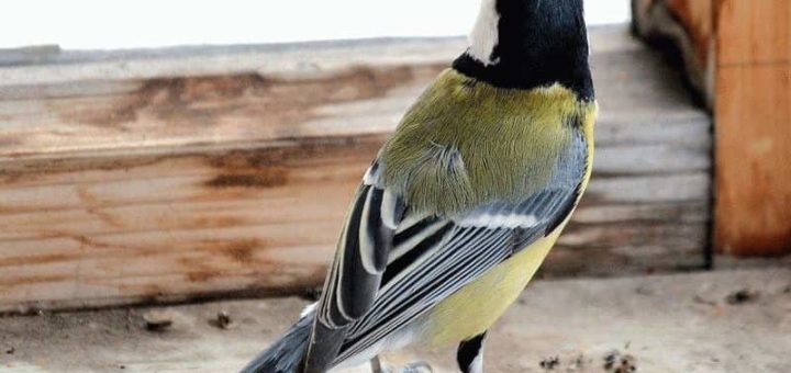 К чему снится птица залетевшая в окно?