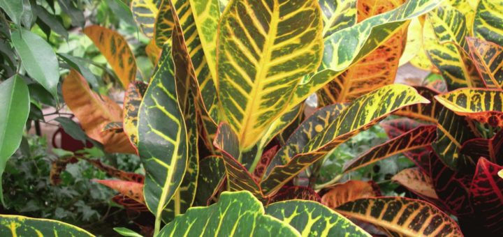 Кротон - приметы и суеверия о цветке