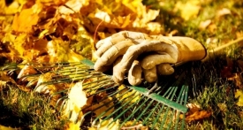 Осенние работы в саду и огороде