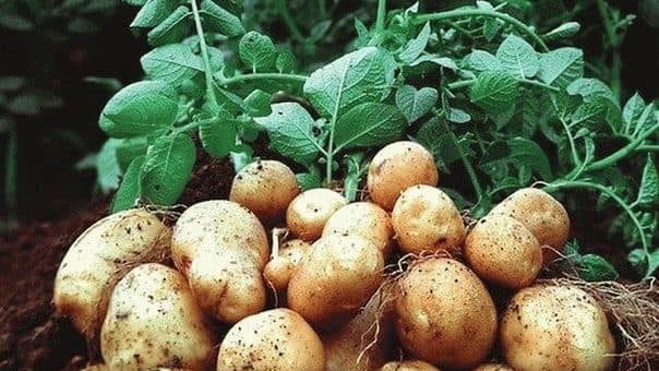 К чему снится копать картошку во сне?