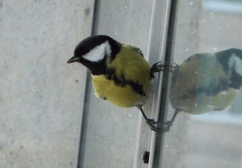 Примета: птица стучит в окно