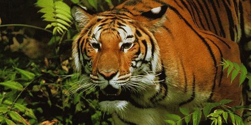 К чему снится тигр во сне?