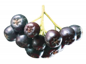 Черноплодная рябина на садовом участке