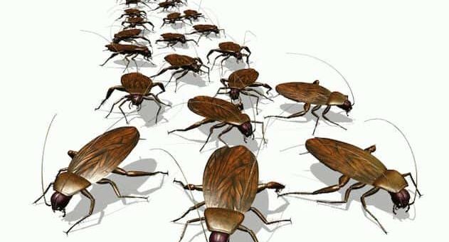 К чему снятся тараканы живые в квартире