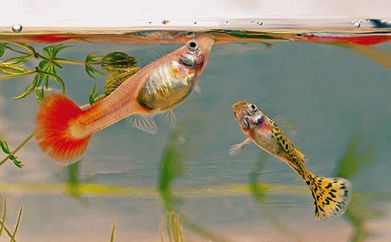 К чему снятся аквариумные рыбки?