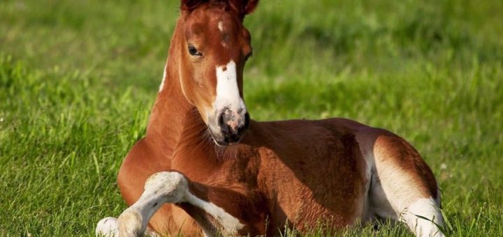 К чему снится жеребёнок по сонникам Миллера, Лунному