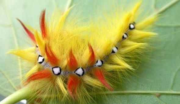 К чему снятся гусеницы по сонникам Миллера, Ванги и др.