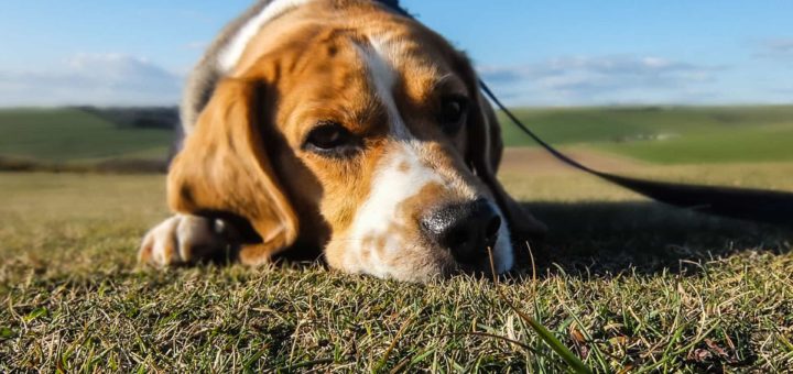 К чему снится умершая собака по популярным сонникам