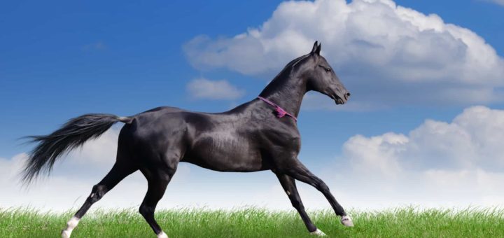 К чему снится черная лошадь по сонникам Ванги, Миллера