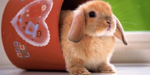 К чему снятся кролики женщине и мужчине?