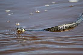 Почему сняться змеи в воде: правильная расшифровка по сонникам