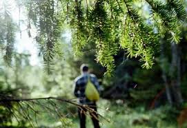 К чему снится заблудится по соннику Фрейда, Миллера, Лонго, Цветкова