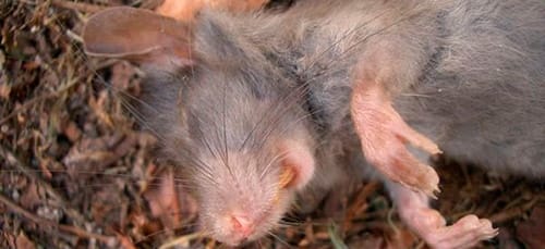 К чему снится дохлая крыса по сонникам Миллера, Ванги, Лоффа и Фрейда