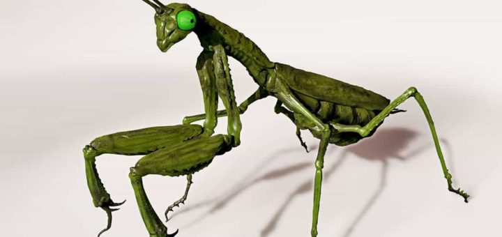 К чему снится богомол по сонникам и толкованиям основных значений сновидения