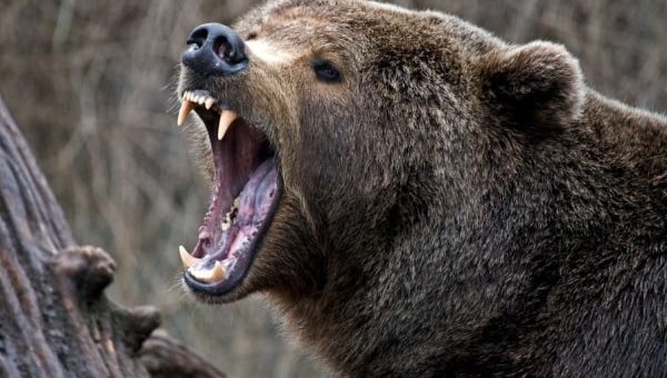 К чему снится медведь мужчине по сонникам Фрейда, Хассе