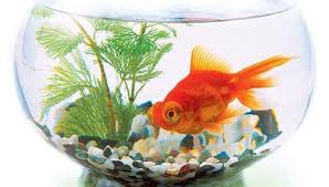 К чему снится рыба в аквариуме по сонникам Миллера, Фрейда, Лонго