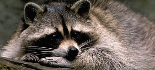 К чему снится енот?