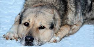 К чему снится раненая собака по сонникам Миллера, Фрейда, Лоффа, Цветкова, Лонго