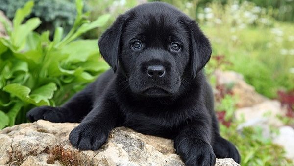 К чему снится черт по сонникам Фрейда и Миллера, по Эзотерическому и другим сонникам