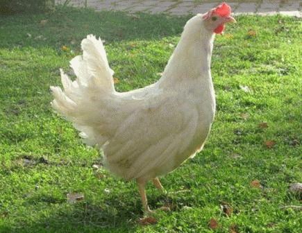 К чему снится живая курица?