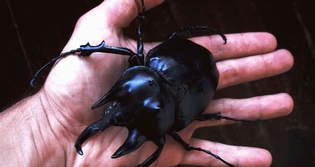 К чему снится большой жук?