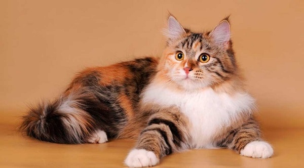 Примета: трехцветная кошка в доме