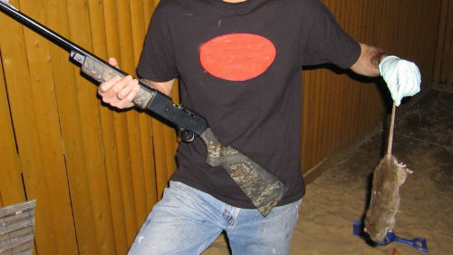 К чему снится убить крысу по различным сонникам