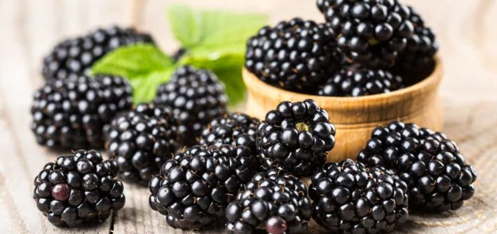 К чему снится ежевика по сонникам Медеи, Лонго, Ванги