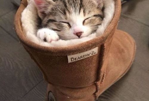 К чему снится мерить сапоги по сонникам Фрейда, Миллера, Ванги, Хассе и Медеи