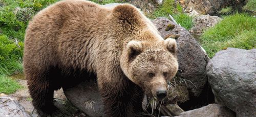 К чему снится медведь замужней женщине?