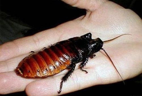 К чему снится таракан женщине по сонникам Ванги, Миллера и Фрейда.