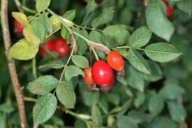 Шиповник - ягоды здоровья