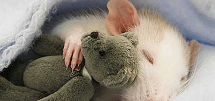 К чему снятся крысы и мыши?