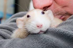 К чему снятся белые мыши по сонникам Миллера, Фрейда, Ванги, Цветкова