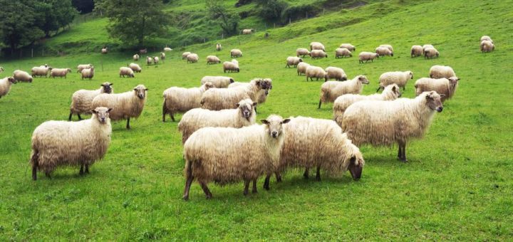 К чему снится баран по сонникам Фрейда, Миллера, Персидский сонник
