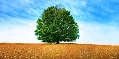 К чему снится дерево по сонникам - Миллера, Цветкова и других.