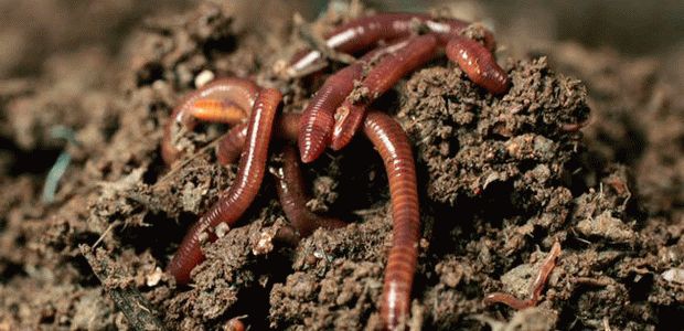 К чему снятся дождевые черви?