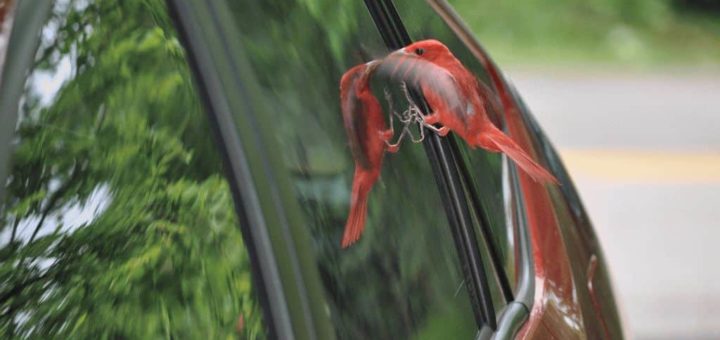 Примета: птица ударилась в окно