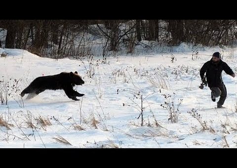 К чему снится убегать от медведя по различным сонникам
