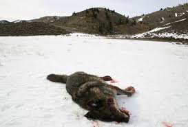 К чему снятся мертвые животные по соннику Миллера, Фрейда, Ванги