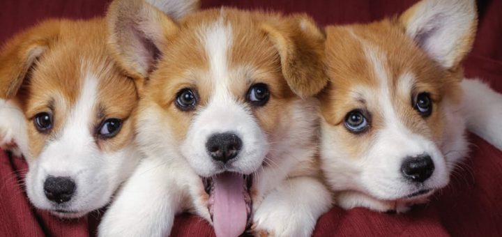 К чему снятся щенки по сонникам Фрейда, Прозорова, Роммеля