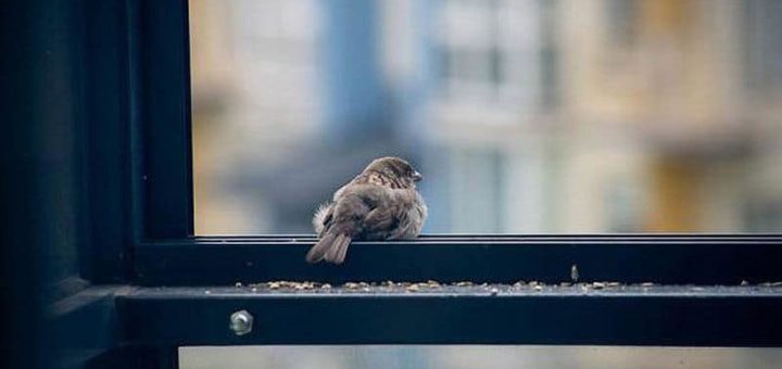 Народная примета - воробей залетел в дом через окно