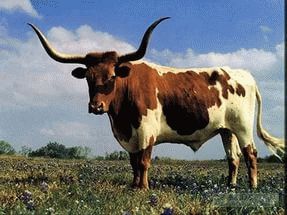 К чему снится бык женщине?