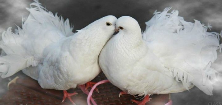 К чему снится голубь и почему голубь - самый благоприятный знак