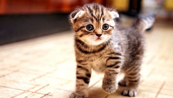 К чему снится котенок по сонникам Миллера, Робинсона, Нэнси Вагаймен