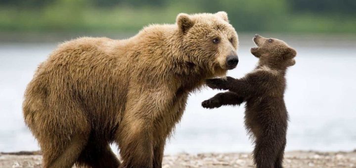 К чему снится медвежонок по сонникам Фрейда, Ванги и Миллера